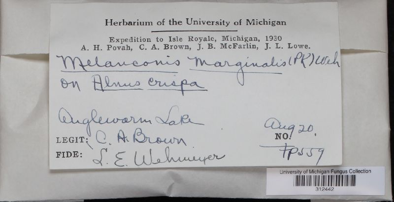 Melanconis marginalis image