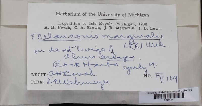 Melanconis marginalis image