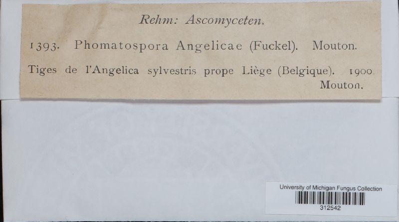 Diaporthe angelicae image