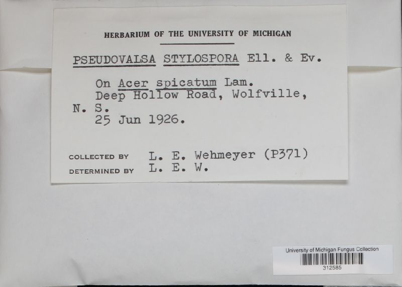 Pseudovalsa stylospora image
