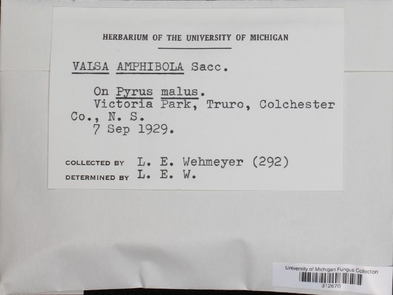 Valsa amphibola image