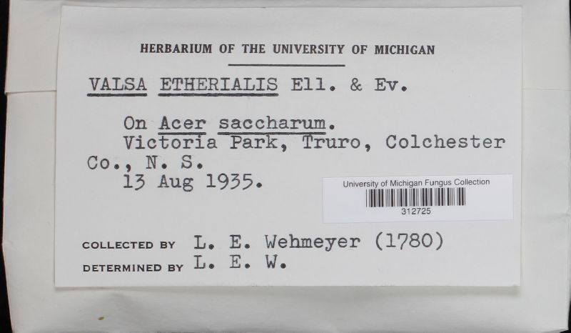 Valsa etherialis image