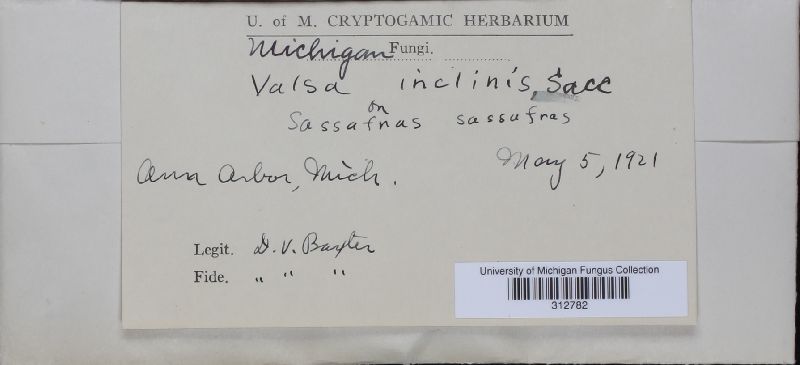 Valsa inclinis image