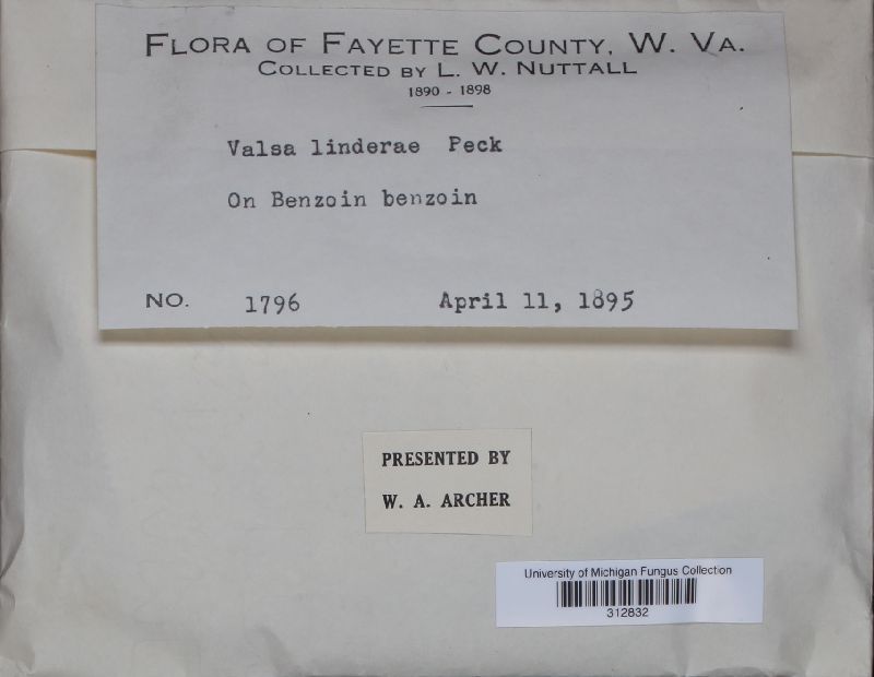Valsa linderae image