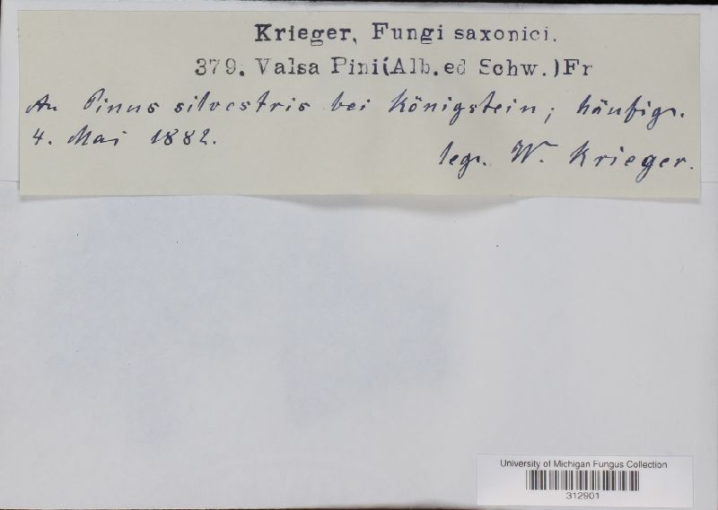 Valsa pini image