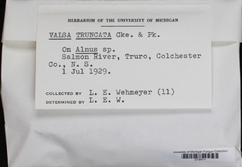 Valsa truncata image