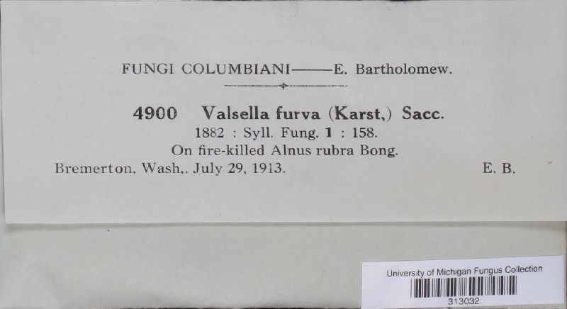 Valsella furva image