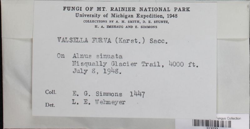Valsella furva image