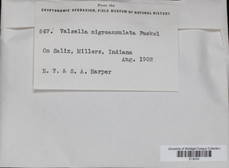 Valsella nigroannulata image
