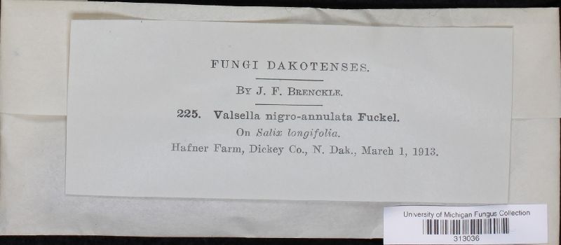 Valsella nigroannulata image