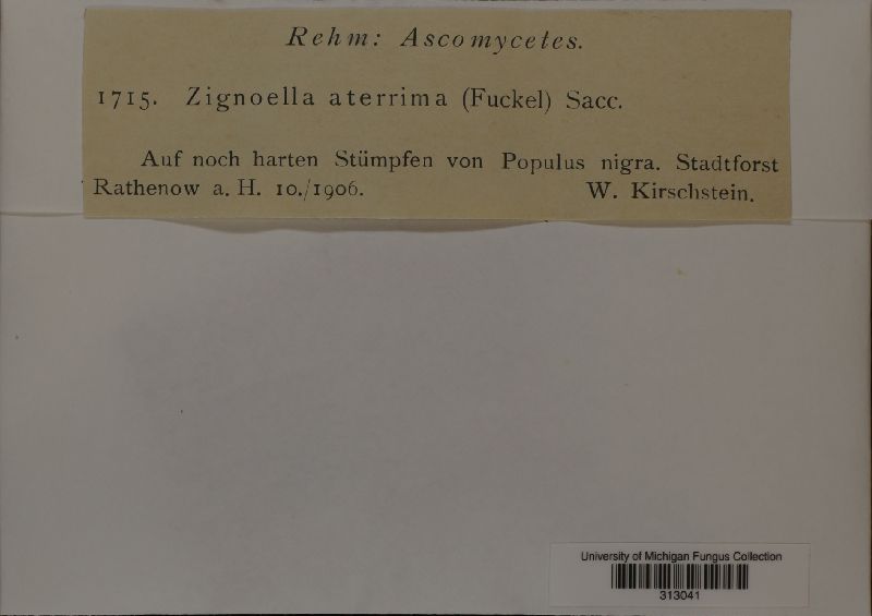 Zignoëlla aterrima image