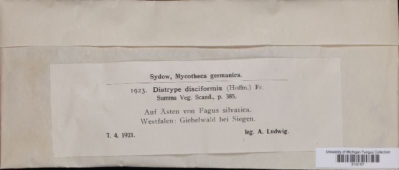 Diatrype disciformis image