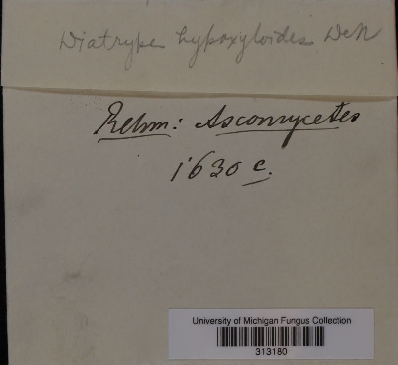 Diatrype hypoxyloides image