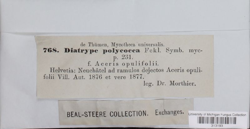 Diatrype polycocca image