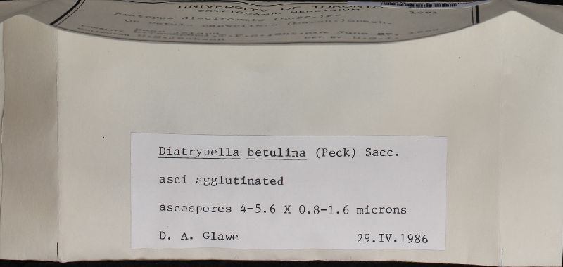 Diatrypella betulina image