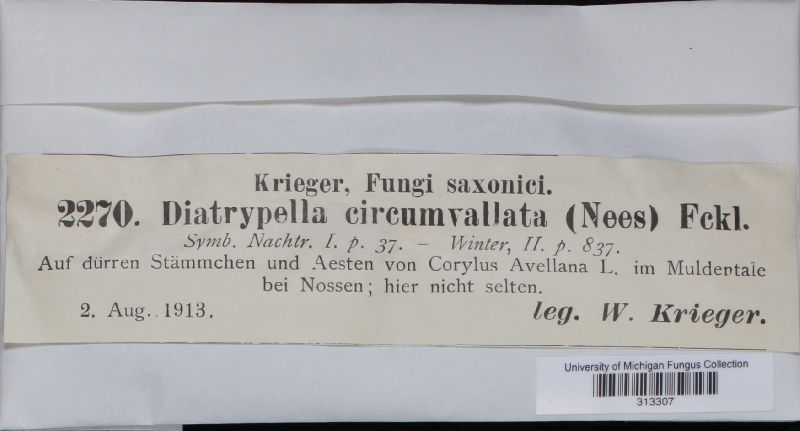 Diatrypella circumvallata image