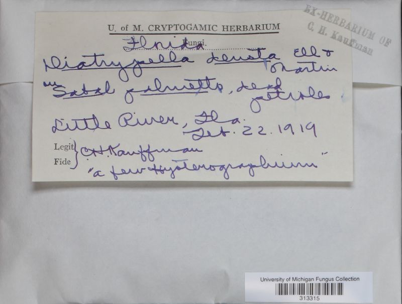 Diatrypella deusta image
