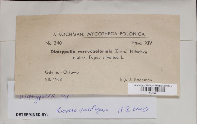 Diatrypella favacea image