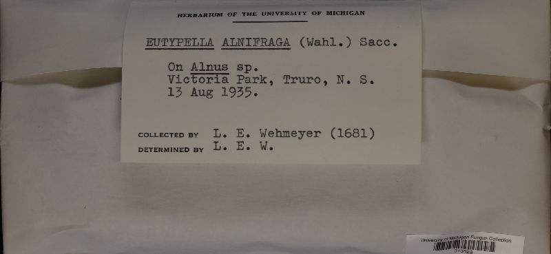 Eutypella alnifraga image