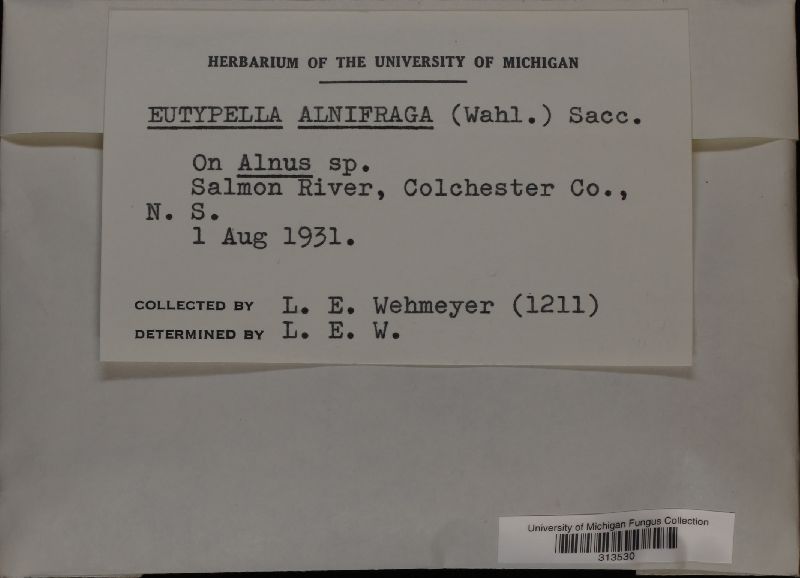 Eutypella alnifraga image