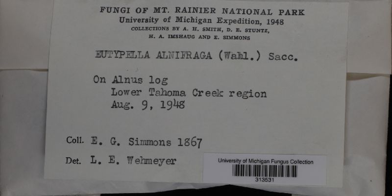 Eutypella alnifraga image