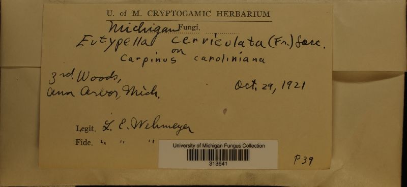 Eutypella cerviculata image