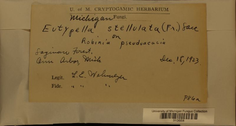 Eutypella stellulata image