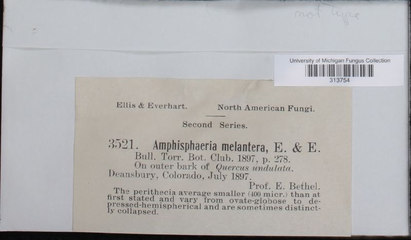 Amphisphaeria melantera image