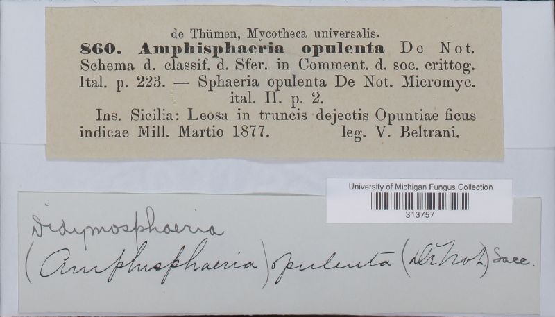 Montagnula opulenta image