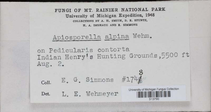 Apiosporella alpina image