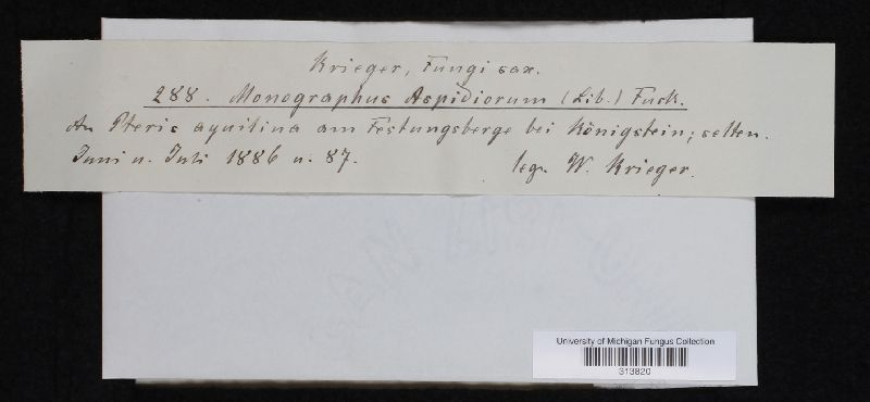 Monographus aspidiorum image