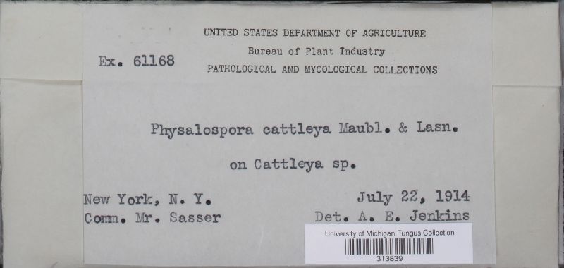 Physalospora cattleyae image