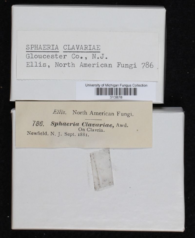 Sphaeria clavariae image