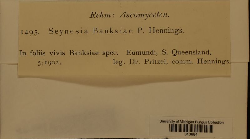 Seynesia banksiae image
