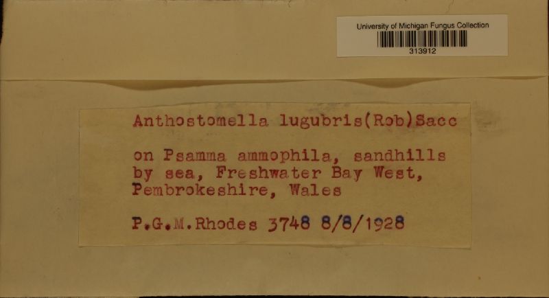 Anthostomella lugubris image