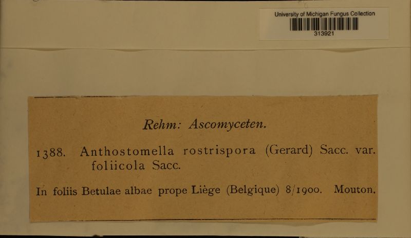 Anthostomella rostrispora var. foliicola image