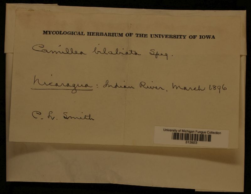 Camillea bilabiata image