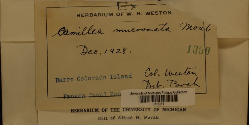 Camillea mucronata image