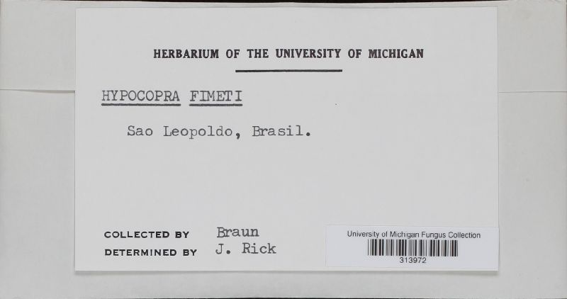 Hypocopra fimeti image