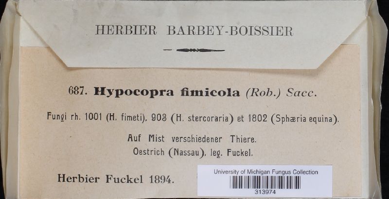 Hypocopra fimicola image