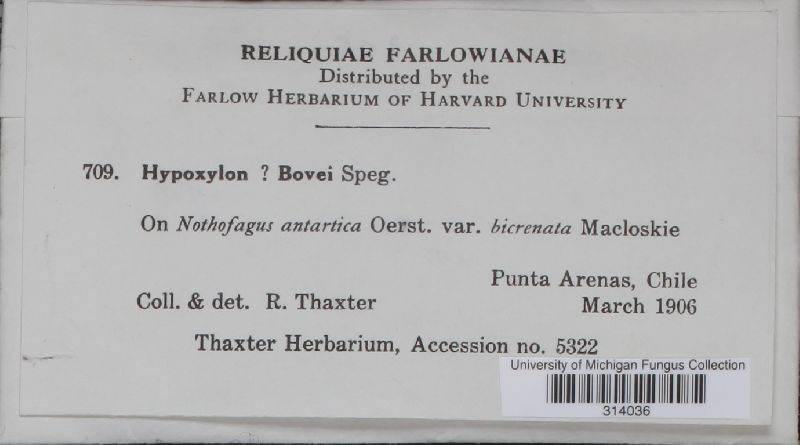 Hypoxylon bovei image