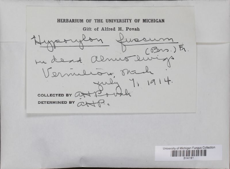 Hypoxylon fuscum image