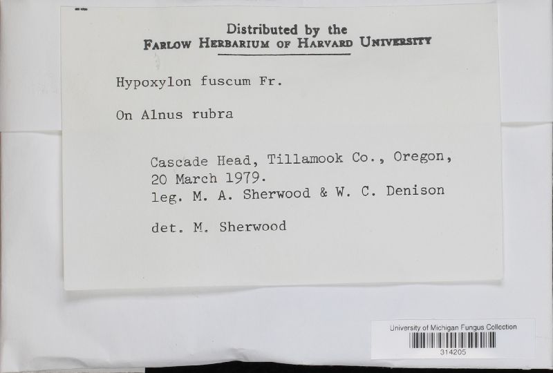 Hypoxylon fuscum image