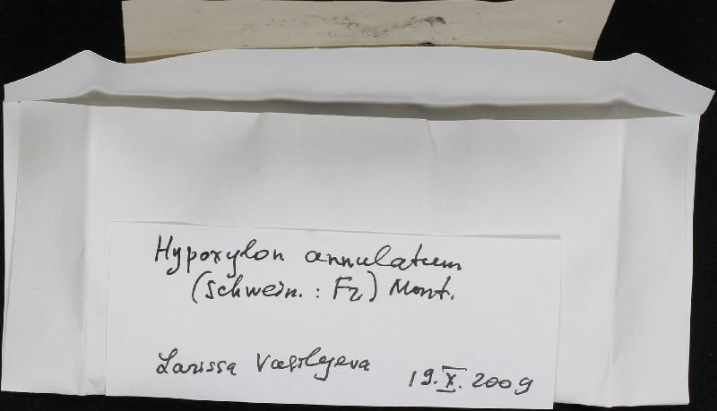 Annulohypoxylon annulatum image
