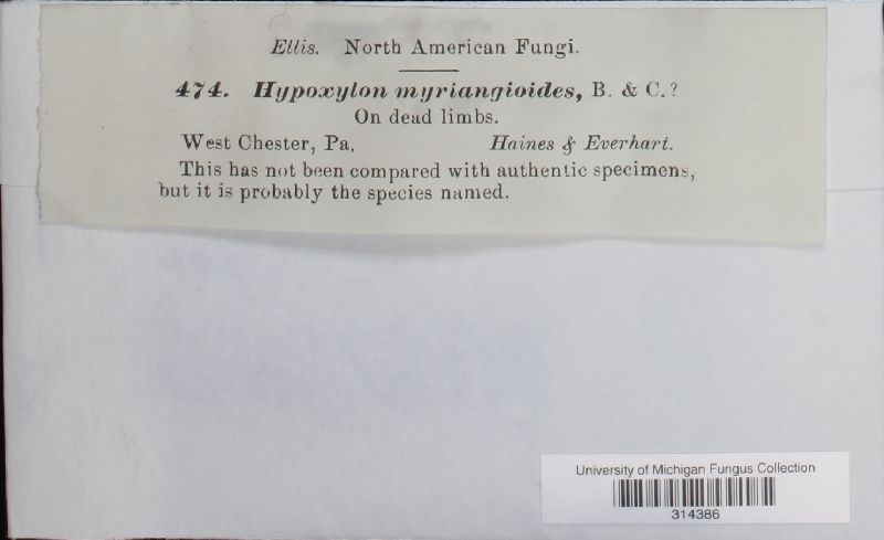 Hypoxylon myriangioides image