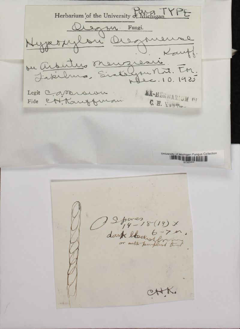 Hypoxylon oregonense image