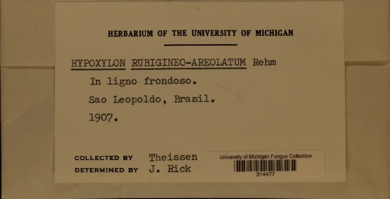 Hypoxylon rubigineoareolatum image