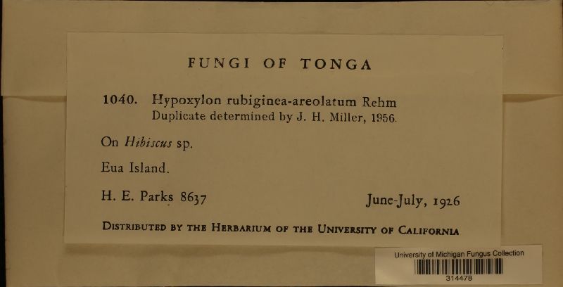 Hypoxylon rubigineoareolatum image