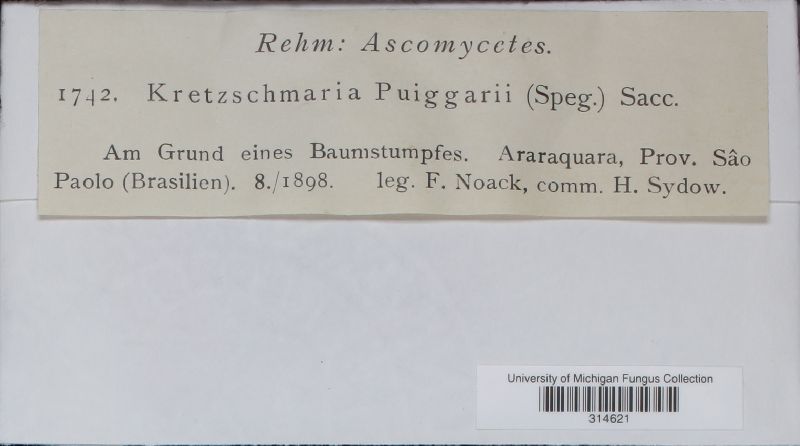 Kretzschmaria puiggarii image