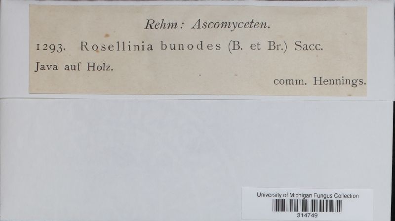 Rosellinia bunodes image
